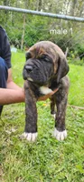 Male 1, a male Neapolitan Mastiff and Cane Corso for sale in Akron, OH – 1 of 2