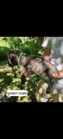 Green male, a male Neapolitan Mastiff and Cane Corso for sale in Hartville, OH – 2 of 2