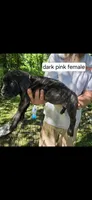 Dark pink female, a female Neapolitan Mastiff and Cane Corso for sale in Hartville, OH – 2 of 2