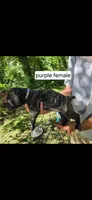 Purple female, a female Neapolitan Mastiff and Cane Corso for sale in Hartville, OH – 2 of 2