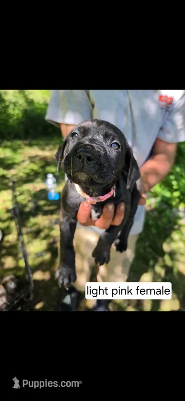 Light pink female – Neapolitan Mastiff, Cane Corso puppy for sale in Akron, OH