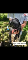 Light pink female, a female Neapolitan Mastiff and Cane Corso for sale in Akron, OH – 1 of 2