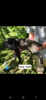 Blue male, a male Neapolitan Mastiff and Cane Corso for sale in Hartville, OH – 2 of 2