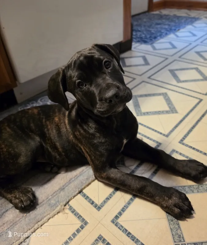 Baby – Neapolitan Mastiff, Cane Corso puppy for sale in Hartville, OH