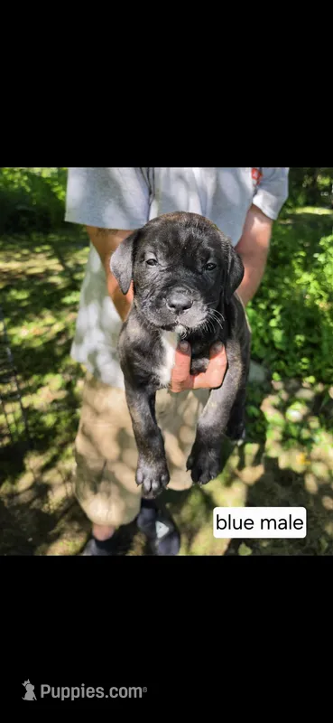 Blue male – Neapolitan Mastiff, Cane Corso puppy for sale in Akron, OH