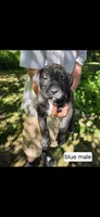 Blue male, a male Neapolitan Mastiff and Cane Corso for sale in Hartville, OH – 1 of 2