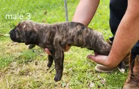 Male 3, a male Neapolitan Mastiff and Cane Corso for sale in Akron, OH – 2 of 2