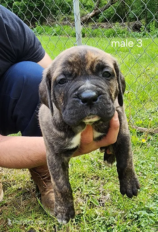 Male 3 – Neapolitan Mastiff, Cane Corso puppy for sale in Akron, OH