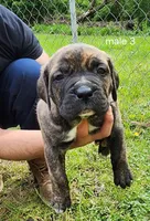 Male 3, a male Neapolitan Mastiff and Cane Corso for sale in Akron, OH – 1 of 2