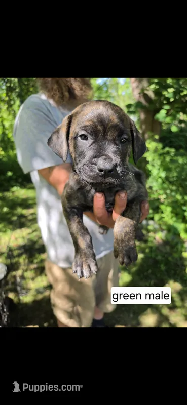 Green male – Neapolitan Mastiff, Cane Corso puppy for sale in Akron, OH