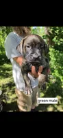 Green male, a male Neapolitan Mastiff and Cane Corso for sale in Hartville, OH – 1 of 2