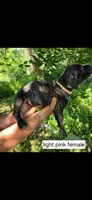 Light pink female, a female Neapolitan Mastiff and Cane Corso for sale in Akron, OH – 2 of 2