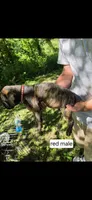 Red male, a male Neapolitan Mastiff and Cane Corso for sale in Hartville, OH – 2 of 2