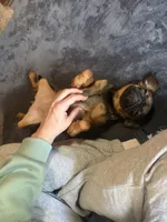 Fiona, a female Pug and Brussels Griffon for sale in Bloomington, IL – 5 of 9