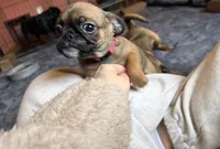 Raisin, a female Pug and Brussels Griffon for sale in Bloomington, IL – Photo 3 of 10