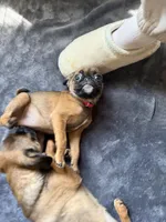 Raisin, a female Pug and Brussels Griffon for sale in Bloomington, IL – Photo 9 of 10