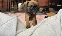 Raisin, a female Pug and Brussels Griffon for sale in Bloomington, IL – Photo 2 of 10