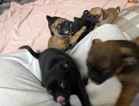 Raisin, a female Pug and Brussels Griffon for sale in Bloomington, IL – Photo 7 of 10