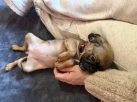 Raisin, a female Pug and Brussels Griffon for sale in Bloomington, IL – Photo 10 of 10