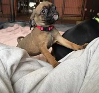 Raisin, a female Pug and Brussels Griffon for sale in Bloomington, IL – Photo 8 of 10