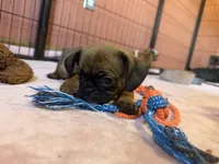 Raisin, a female Pug and Brussels Griffon for sale in Bloomington, IL – Photo 9 of 10