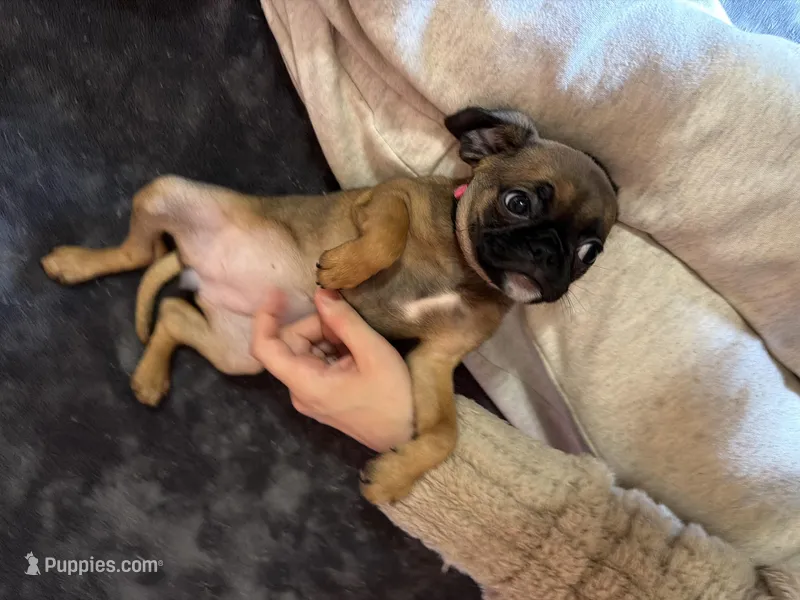 Raisin – Pug, Brussels Griffon puppy for sale in Bloomington, IL
