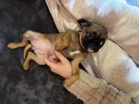 Raisin, a female Pug and Brussels Griffon for sale in Bloomington, IL – Photo 1 of 10