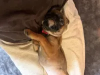 Raisin, a female Pug and Brussels Griffon for sale in Bloomington, IL – Photo 5 of 10