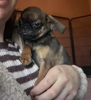 Raisin, a female Pug and Brussels Griffon for sale in Bloomington, IL – Photo 7 of 10