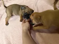 Raisin, a female Pug and Brussels Griffon for sale in Bloomington, IL – Photo 6 of 10