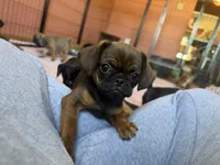 Raisin, a female Pug and Brussels Griffon for sale in Bloomington, IL – Photo 3 of 10