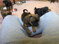 Raisin, a female Pug and Brussels Griffon for sale in Bloomington, IL – Photo 4 of 10