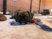 Raisin, a female Pug and Brussels Griffon for sale in Bloomington, IL – Photo 10 of 10