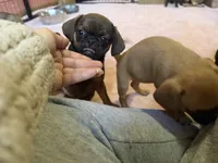 Raisin, a female Pug and Brussels Griffon for sale in Bloomington, IL – Photo 5 of 10