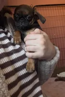 Raisin, a female Pug and Brussels Griffon for sale in Bloomington, IL – Photo 8 of 10