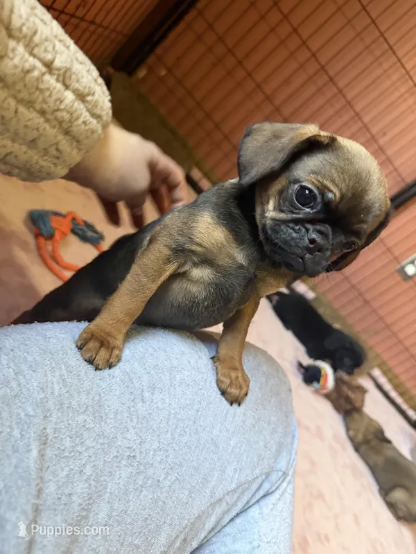 Raisin – Pug, Brussels Griffon puppy for sale in Bloomington, IL