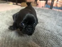 Petal, a female Pug for sale in Bloomington, IL – 3 of 10