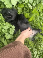 Astrid, a female Brussels Griffon for sale in Bloomington, IL – 5 of 10
