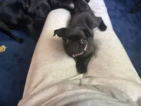 Marie, a female Pug for sale in Bloomington, IL – 10 of 10