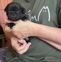 Snowy, a female Pug for sale in Bloomington, IL – 2 of 10