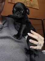 Nuggie, a male Pug for sale in Bloomington, IL – 2 of 10