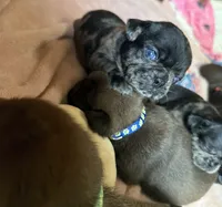 Blue , a male Pug for sale in Bloomington, IL – 1 of 10