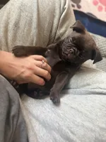 Ferrero, a male Pug for sale in Bloomington, IL – 7 of 10