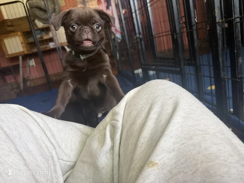 Kevin 🍫 – Pug puppy for sale in Bloomington, IL