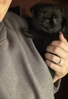 Baxter, a male Pug and Brussels Griffon for sale in Bloomington, IL – 3 of 10