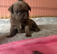 Lila 🍫 , a female Pug for sale in Bloomington, IL – 2 of 10