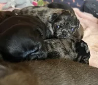 Beans, a male Pug for sale in Bloomington, IL – 8 of 10
