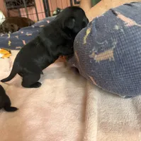 Chip, a male Pug for sale in Bloomington, IL – 9 of 10