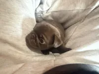Lila 🍫 , a female Pug for sale in Bloomington, IL – 7 of 10