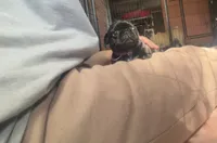 Pippa , a female Pug for sale in Bloomington, IL – 3 of 10